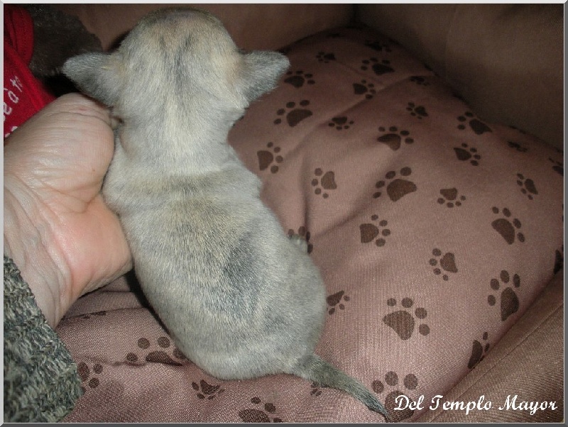 Nos bébés bringés