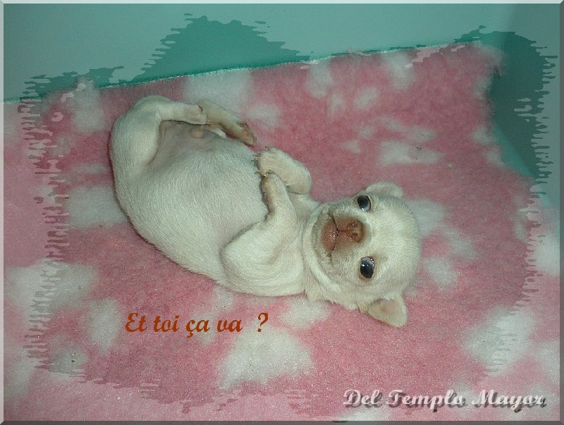 Bébés nés à l'élevage